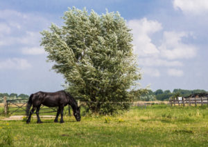 Foto van grazend paard