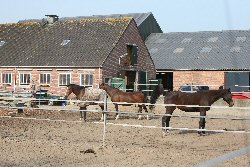 Foto paarden om paddocks